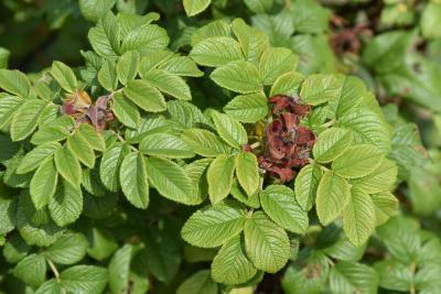 Rosa 'JACruwhi' (WILD SPICE, PP1157) (WILD SPICE™ Rose PP11575), leaf, summer