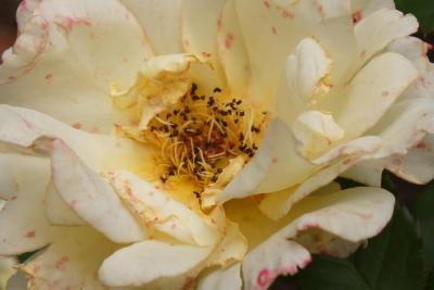 Rosa 'BAline' (YELLOW SUBMARINE, PP 16659) (YELLOW SUBMARINE™ Rose PP16659), flower, throat