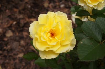 Rosa 'BAline' (YELLOW SUBMARINE, PP 16659) (YELLOW SUBMARINE™ Rose PP16659), flower, throat