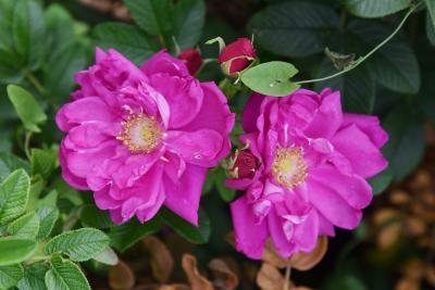 Rosa 'Dwarf Pavement' (Dwarf Pavement Rose), flower, full