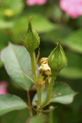 Rosa 'BAline' (YELLOW SUBMARINE, PP 16659) (YELLOW SUBMARINE™ Rose PP16659), bud, flower