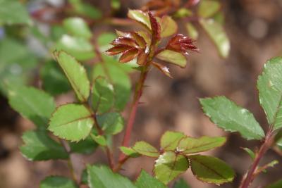 Rosa 'Meimirrote' (APRICOT DRIFT, PP23354) (APRICOT DRIFT® Rose PP23354), leaf, new