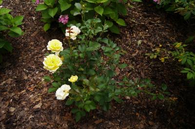 Rosa 'BAline' (YELLOW SUBMARINE, PP 16659) (YELLOW SUBMARINE™ Rose PP16659), habit, summer