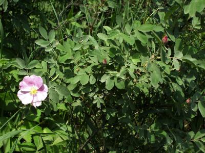 Rosa blanda (Smooth Wild Rose), habit, spring