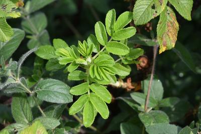 Rosa 'JACruwhi' (WILD SPICE, PP1157) (WILD SPICE™ Rose PP11575), leaf, new