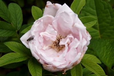 Rosa 'Schneekoppe' (SNOW PAVEMENT) (SNOW PAVEMENT™ Rose), flower, past