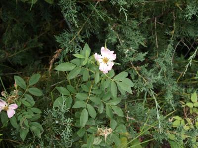 Rosa carolina (Pasture Rose), habit, summer