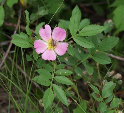 Rosa carolina (Pasture Rose), habit, summer