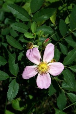 Rosa carolina (Pasture Rose), flower, throat