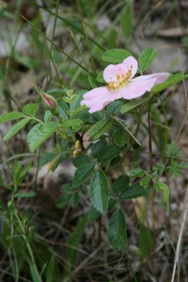 Rosa carolina (Pasture Rose), flower, side