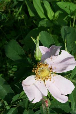 Rosa carolina (Pasture Rose), bud, flower