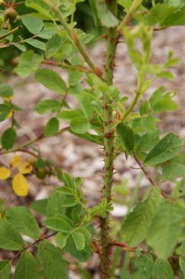 Rosa dumalis (Scraggle Rose), bark stem, prickle