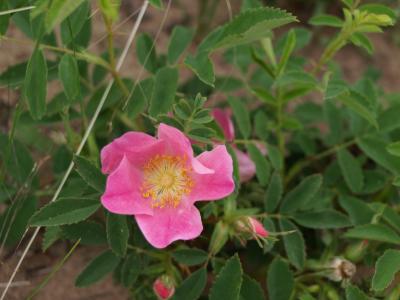 Rosa carolina (Pasture Rose), flower, full