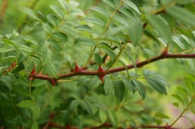 Rosa roxburghii f. normalis (Chestnut Rose), bark, twig, thorn