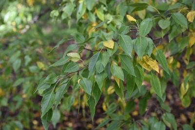 Pyrus betulaefolia (Birch-leaved Pear), leaf, fall