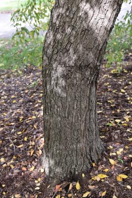 Pyrus betulaefolia (Birch-leaved Pear), bark, trunk