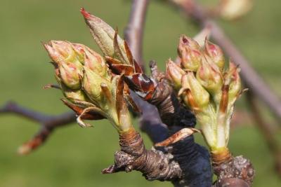 Pyrus betulaefolia (Birch-leaved Pear), bud, flower