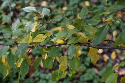 Pyrus betulaefolia (Birch-leaved Pear), leaf, fall