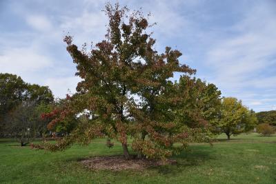Pyrus betulaefolia (Birch-leaved Pear), habit, fall