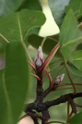 Pyrus calleryana (Callery Pear), bud, vegetative