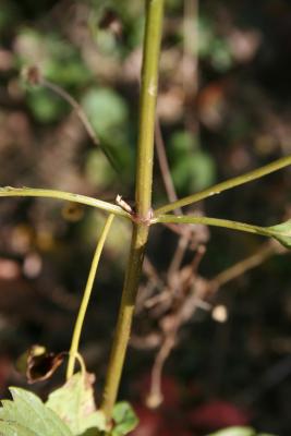 Ageratina altissima var. altissima (White Snakeroot), bark, stem