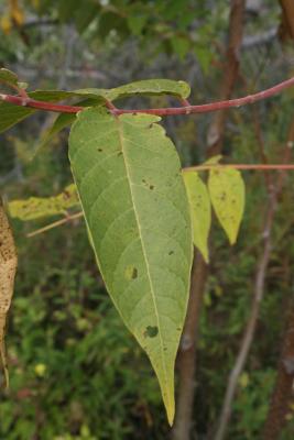 Ailanthus altissima (Tree Of Heaven), leaf, upper surface