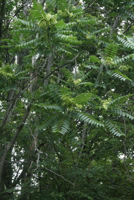 Ailanthus altissima (Tree Of Heaven), infructescence