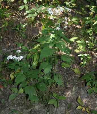 Ageratina altissima var. altissima (White Snakeroot), habit, summer