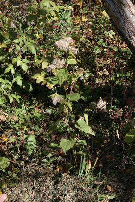 Ageratina altissima var. altissima (White Snakeroot), habit, fall