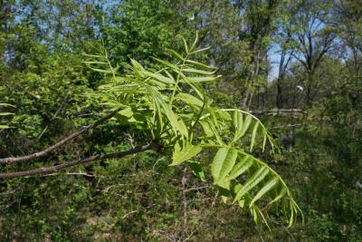 Ailanthus altissima (Tree Of Heaven), habit, spring