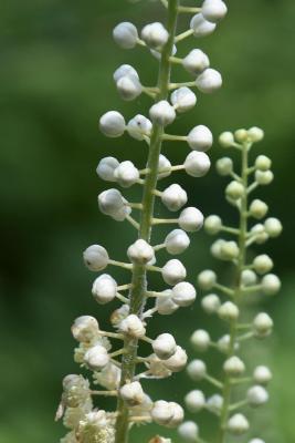 Actaea racemosa (Black Snakeroot), bud, flower