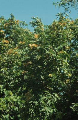 Ailanthus altissima (Tree Of Heaven), habit, summer