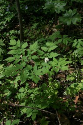 Actaea pachypoda (White Baneberry), habit, spring