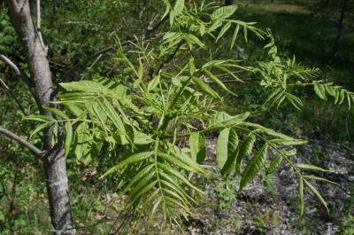 Ailanthus altissima (Tree Of Heaven), leaf, spring
