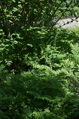 Actaea racemosa (Black Snakeroot), habit, summer