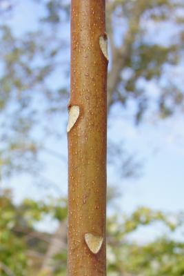 Ailanthus altissima (Tree Of Heaven), bark, twig