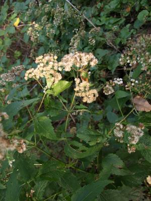 Ageratina altissima var. altissima (White Snakeroot), infructescence