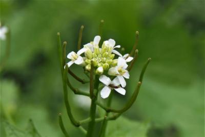 Alliaria petiolata (Garlic-mustard), bud, flower