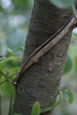 Akebia quinata (Five-leaved Akebia), bark, mature