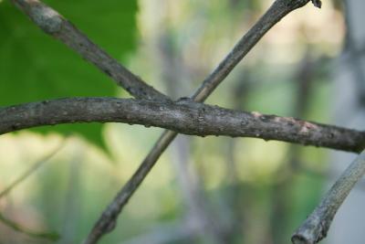 Ampelopsis cordata (Raccoon-grape), bark, twig