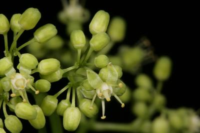 Ampelopsis cordata (Raccoon-grape), flower, full, bud, flower