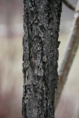 Ampelopsis cordata (Raccoon-grape), bark, mature