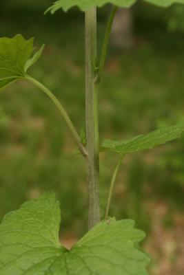 Alliaria petiolata (Garlic-mustard), bark, stem