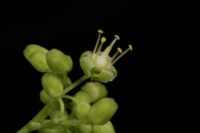 Ampelopsis cordata (Raccoon-grape), flower, side, bud, flower