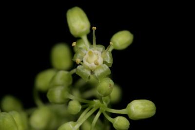 Ampelopsis cordata (Raccoon-grape), flower, throat