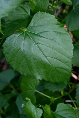 Ampelopsis cordata (Raccoon-grape), leaf, summer