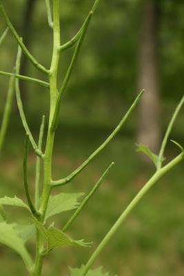 Alliaria petiolata (Garlic-mustard), fruit, mature