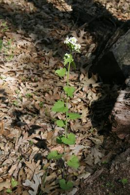 Alliaria petiolata (Garlic-mustard), habit, spring