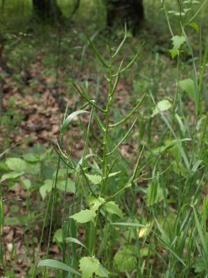 Alliaria petiolata (Garlic-mustard), fruit (Garlic-mustard), immature