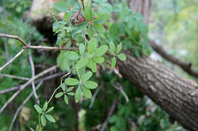 Akebia quinata (Five-leaved Akebia), habit, fall